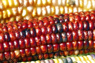 Indian Corn
