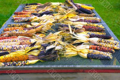 Indian Corn