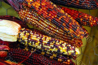 Indian Corn