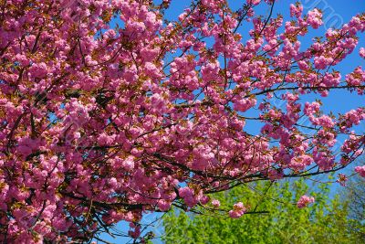 Spring flowers
