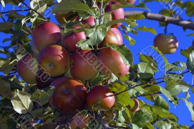Apples