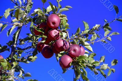 Apples