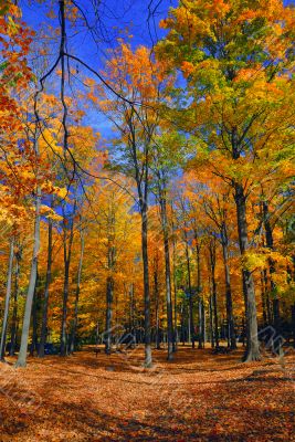 Fall Foliage