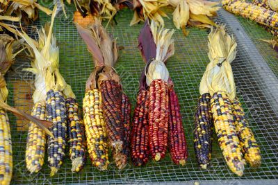 Indian Corn
