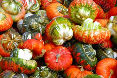 Squash