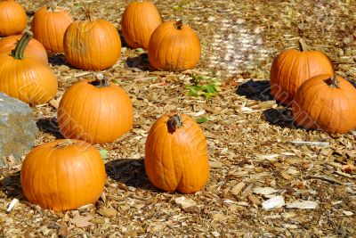 Pumpkins