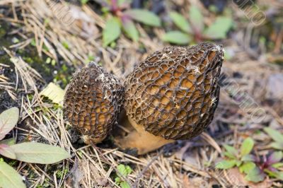 Family of morels