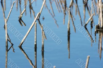 Swamp