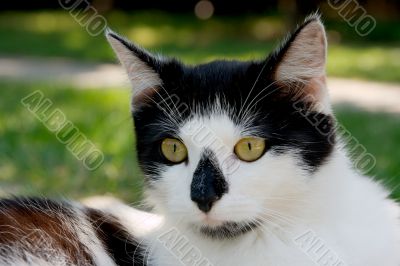 Black and White cat
