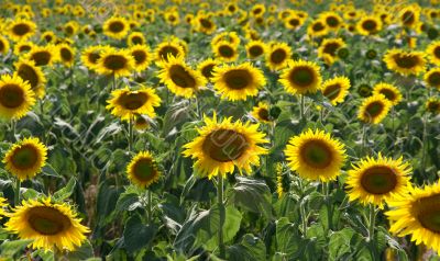 Sunflowers