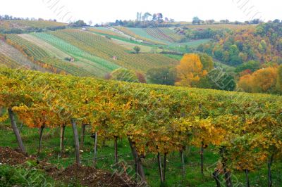 Vineyard