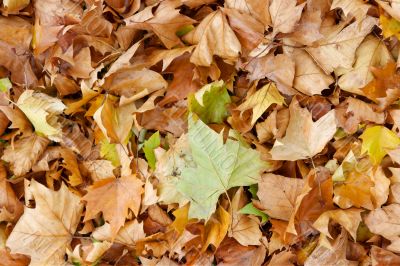 Leaves