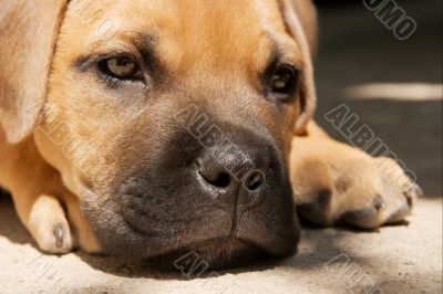 Puppy