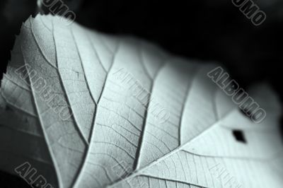 Fallen Leaf