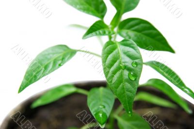 Plant