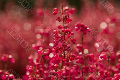 Ribes