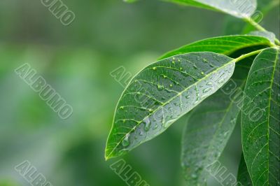 Leaves