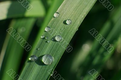 Grass
