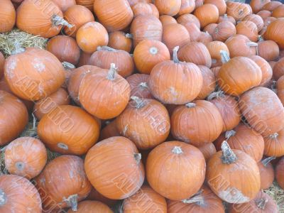 Group of Pumpkins