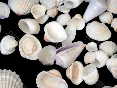 Whte Sea Shells on Black