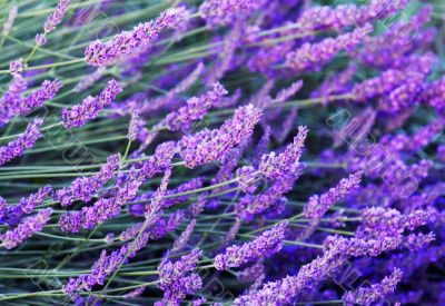 Lavender flowers