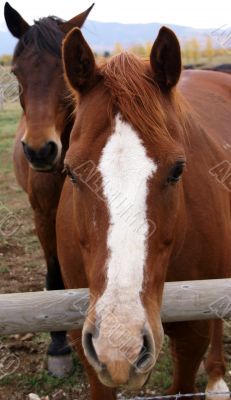 Portrait of brown horse