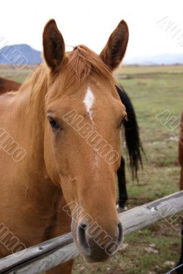Portrait of brown horse