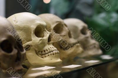 Human skulls