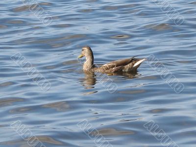 ducks swimming in the river
