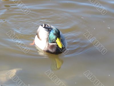 ducks swimming in the river