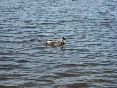 ducks swimming in the river