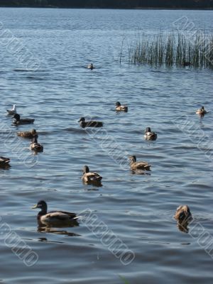 ducks swimming in the river
