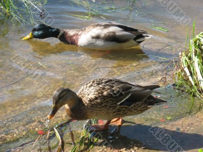 ducks swimming in the river
