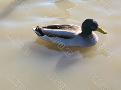 ducks swimming in the river
