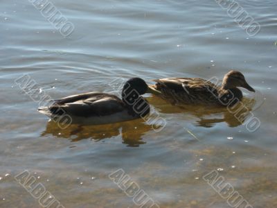 ducks swimming in the river