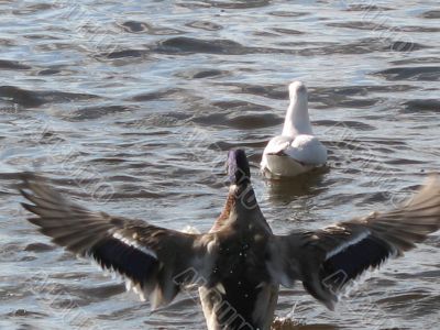 ducks swimming in the river
