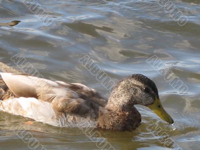 ducks swimming in the river