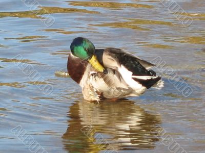 ducks swimming in the river