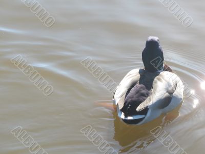 ducks swimming in the river