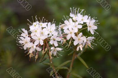 Labrador tea