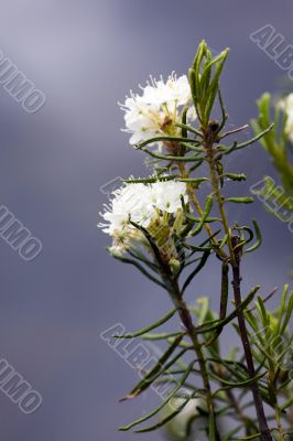 Labrador tea close up