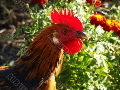 BRAVE ROOSTER