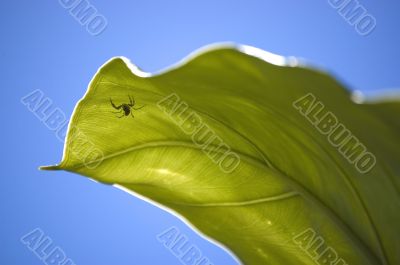 Spider under a big green leaf close-up