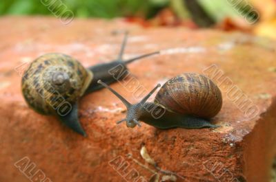 Two slow snails