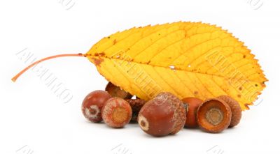 acorns and leaf