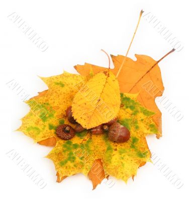 acorns and leaves