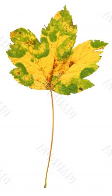 multicolored maple leaf