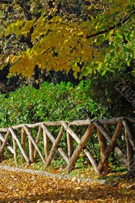 Autumn in the park
