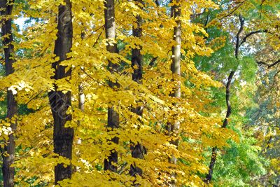 Autumn