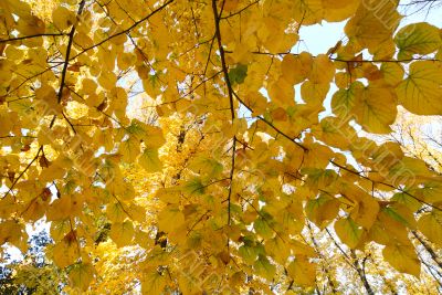 Yellow leaves in autumn